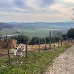 Riccio